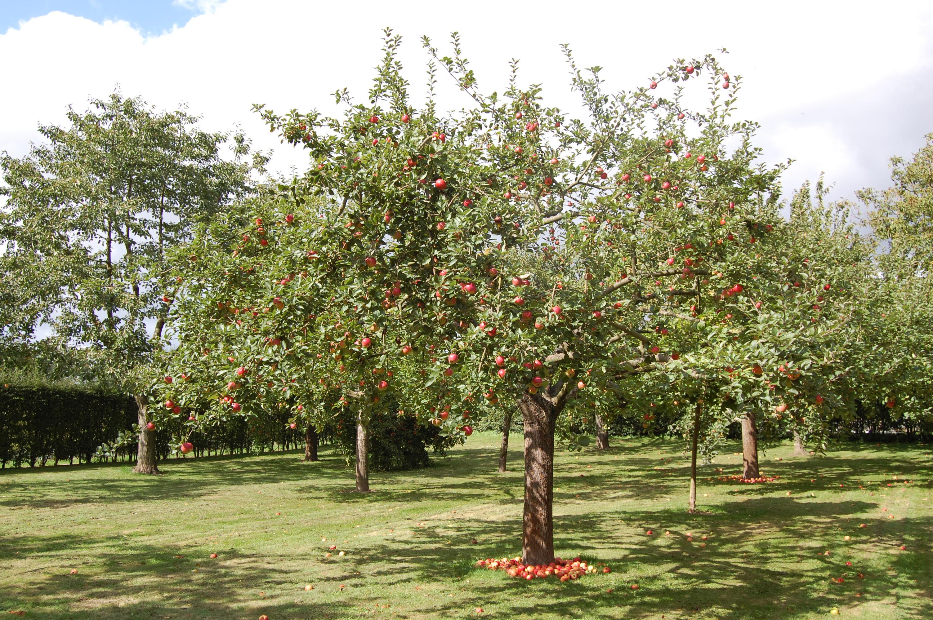 Tips om de juiste fruitboom te kiezen